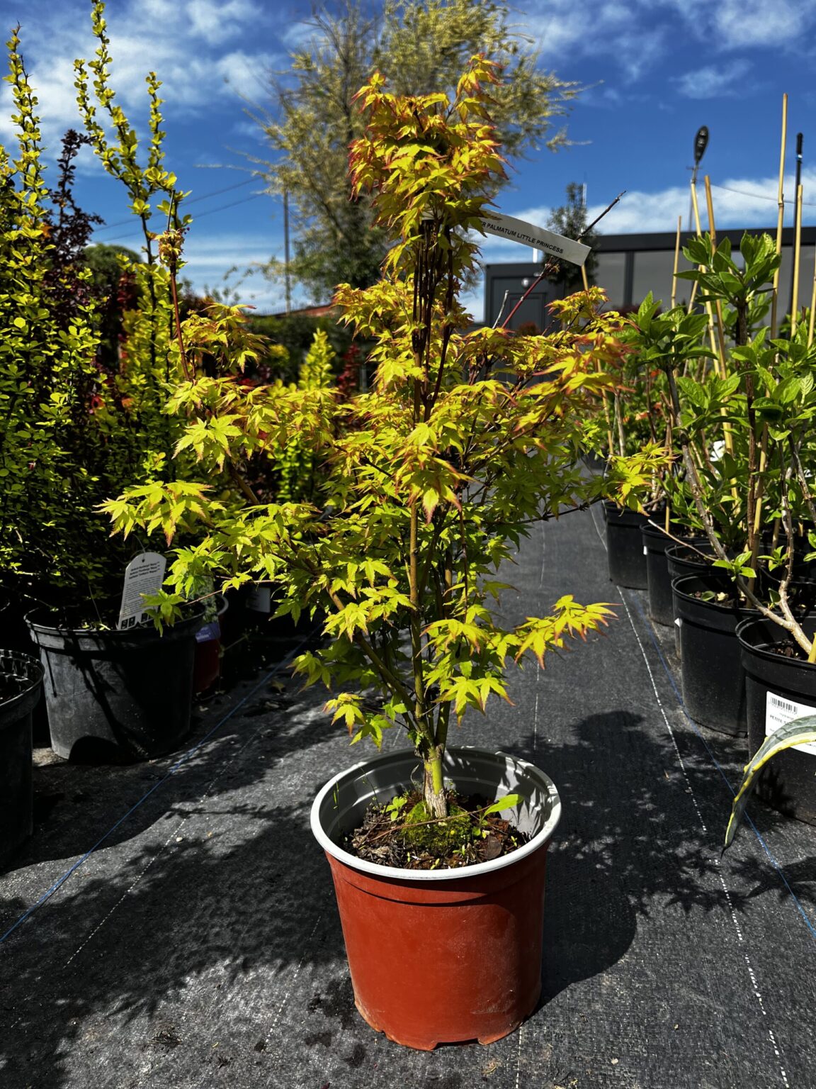 Arțar japonez Little Princess - imagine 3