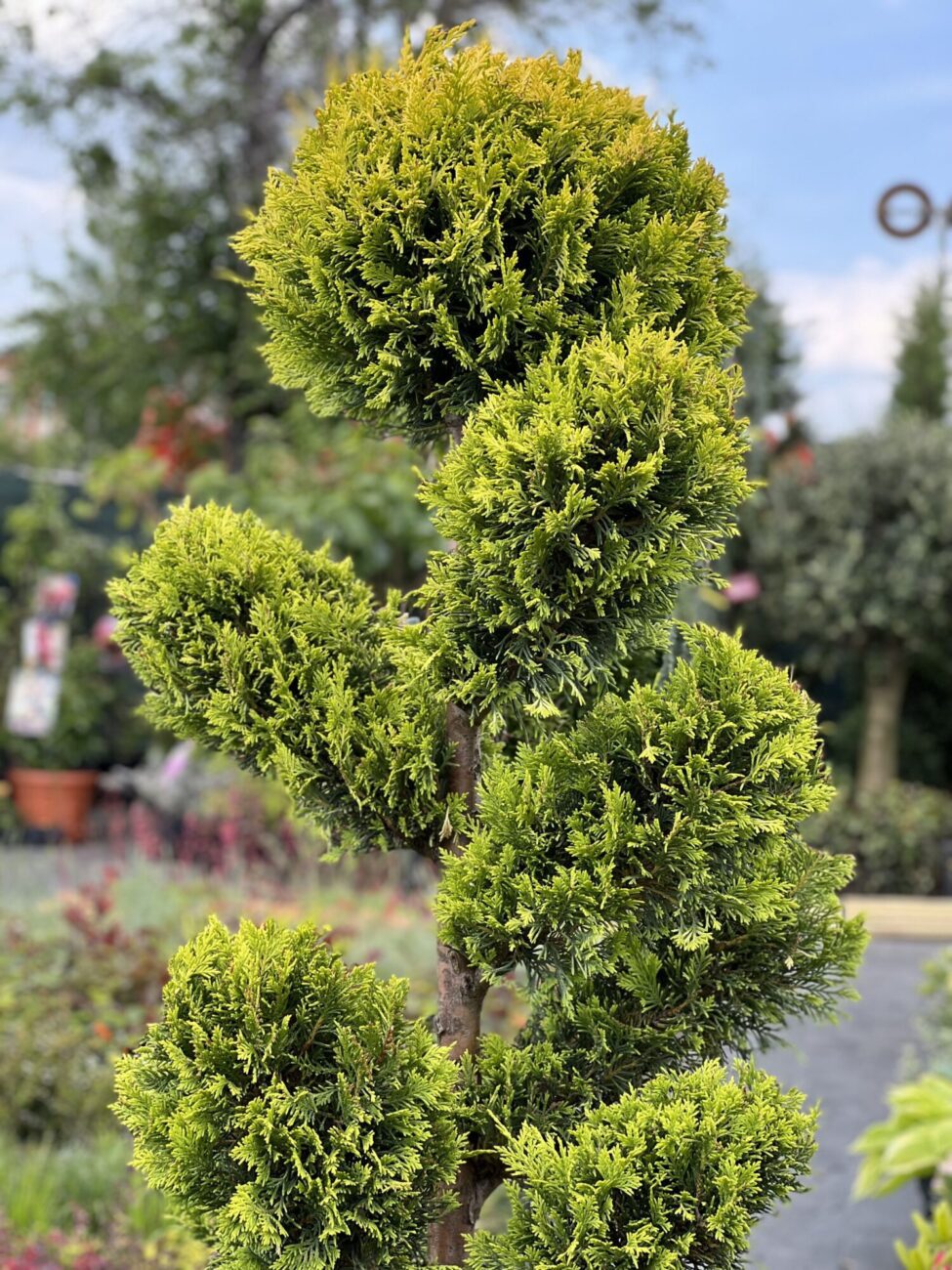 Leylandii aurii Pom-Pom alungit