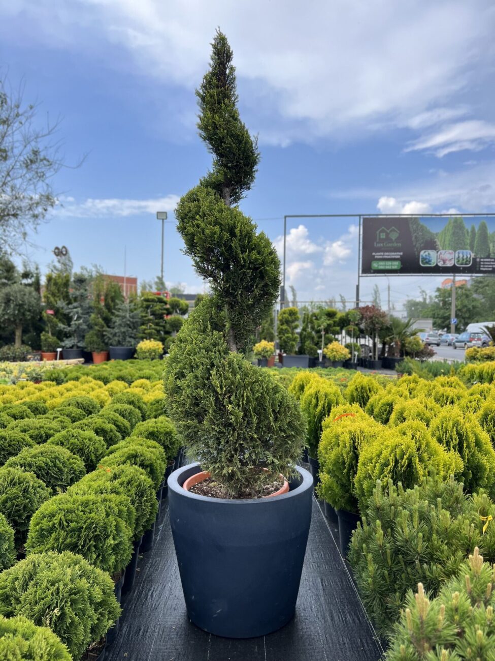 Leylandii verzi spirală - imagine 3
