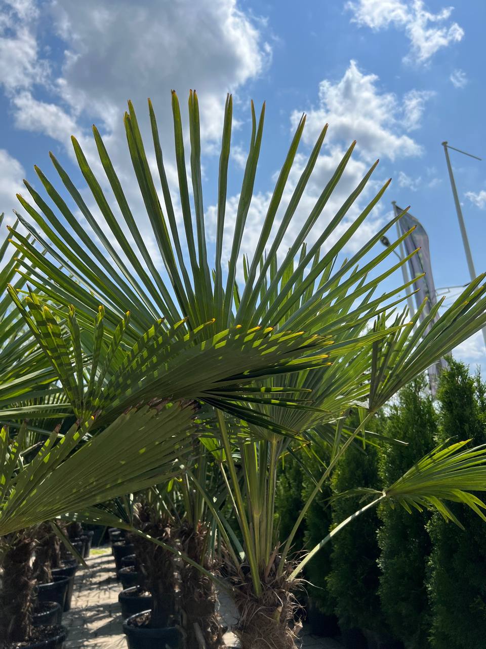 Palmier evantai