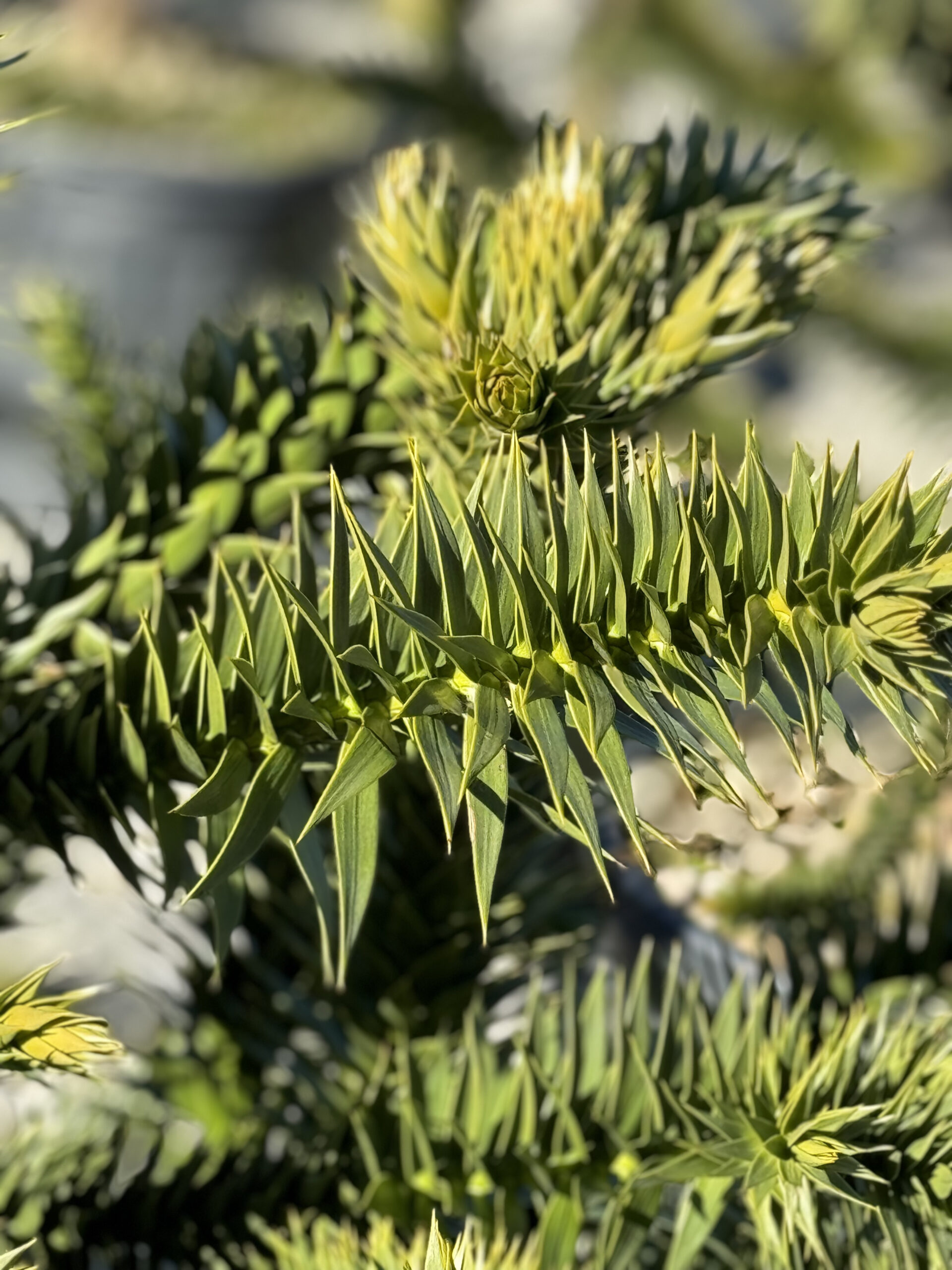 Pin cilian (Araucaria)