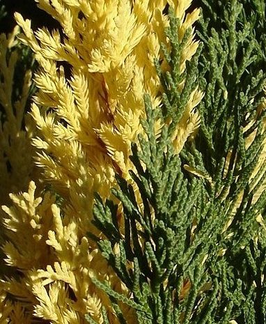 Ienupăr chinezesc Stricta Variegata