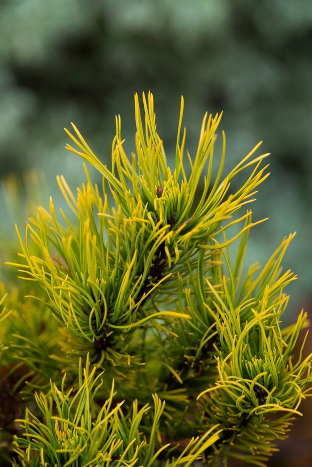 Pin de munte Dezember Gold pe picior