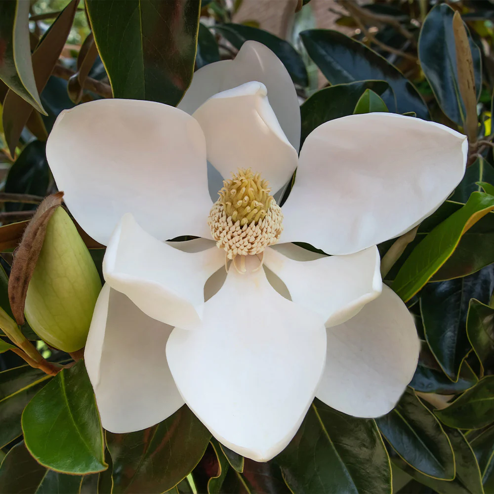 Magnolia Little Gem