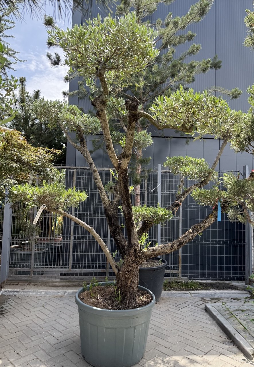 Măslin Bonsai