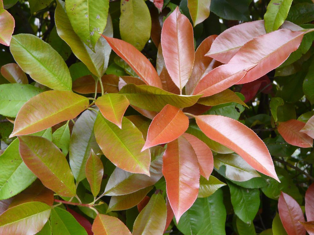 Photinia Red Robin Fraseri