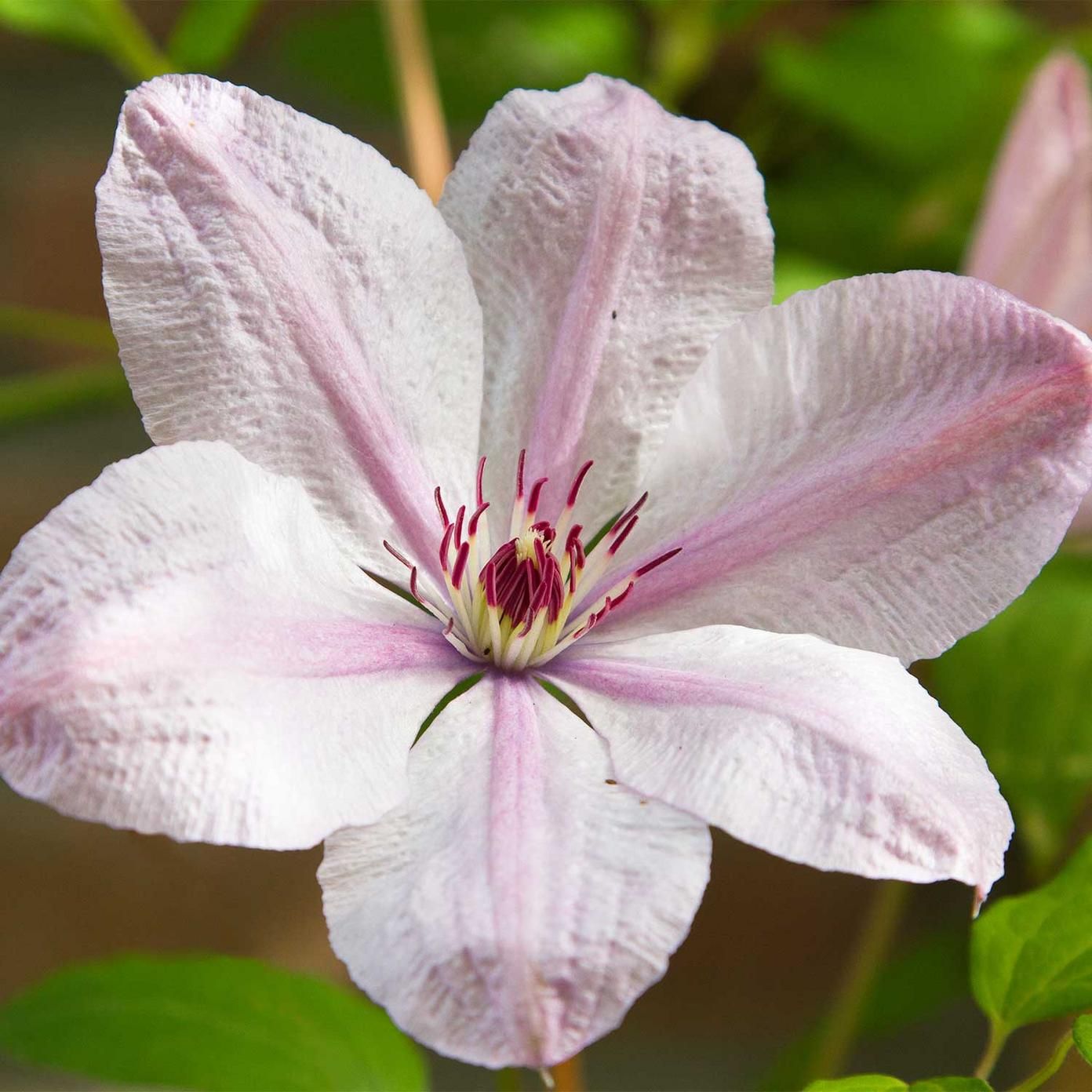 Clematis Jan Pawel