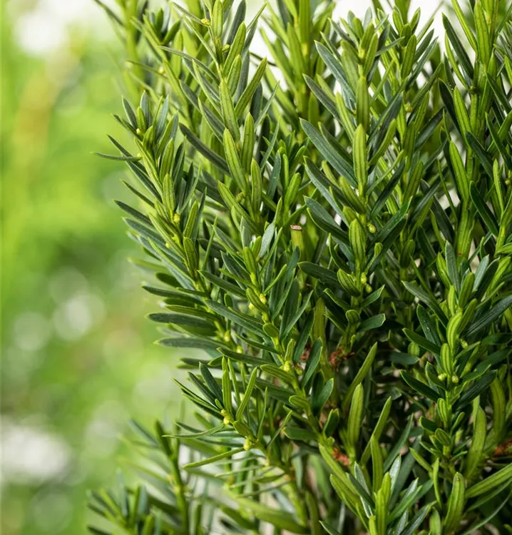 Taxus Groenland