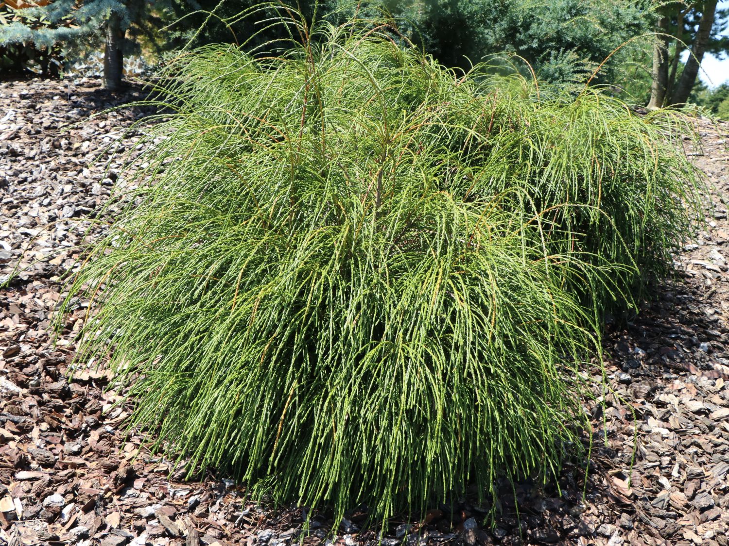 Tuia curgătoare Plicata Whipcord