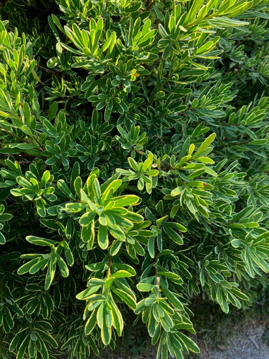 Eonymus japonez- glob