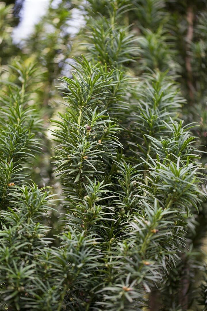 Taxus Baccata pe picior