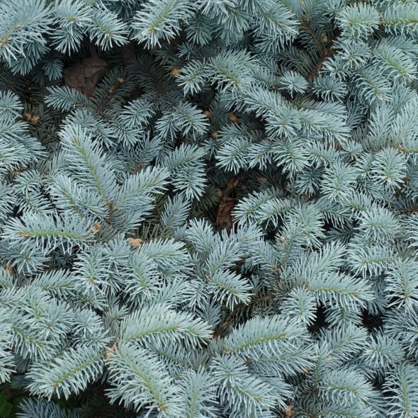 Molid argintiu pe picior