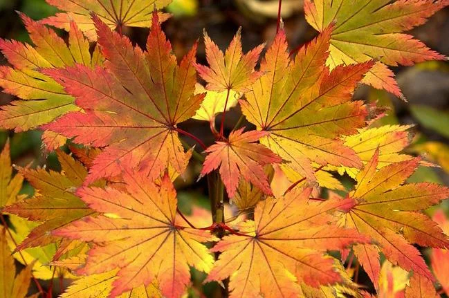 Arțar japonez Jordan