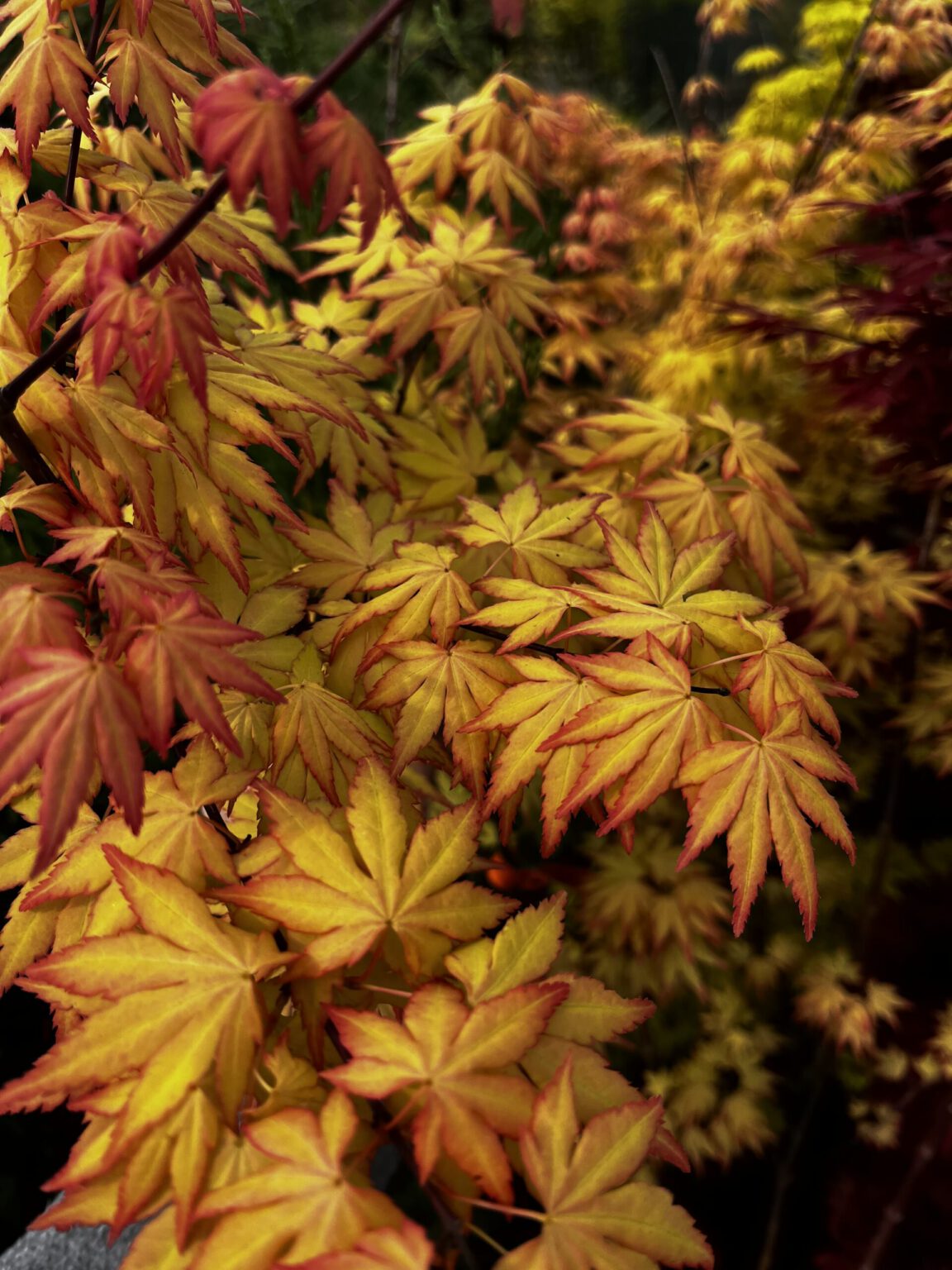 Arțar japonez Orange Dream - imagine 3