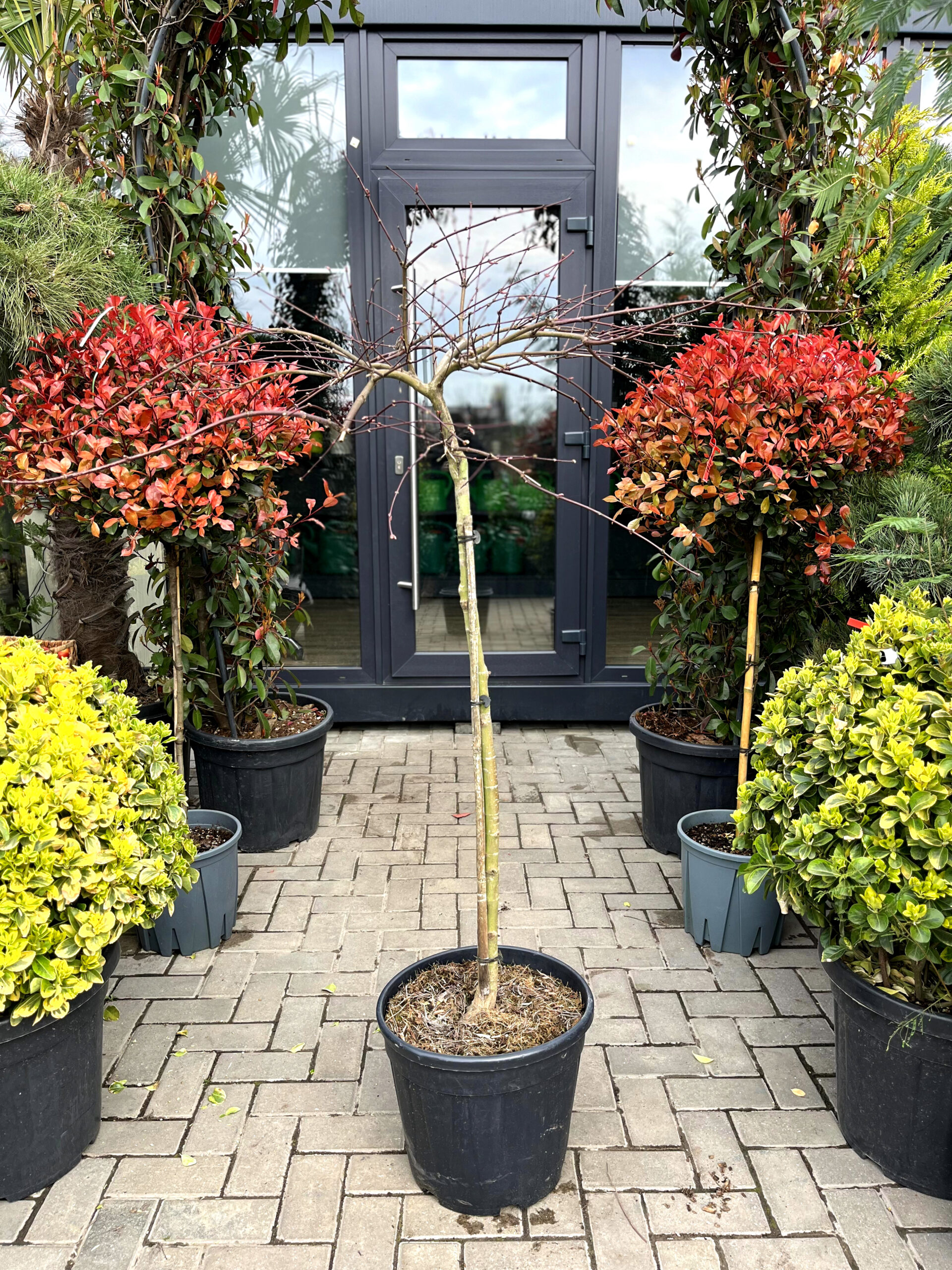 Arțar japonez Dissectum