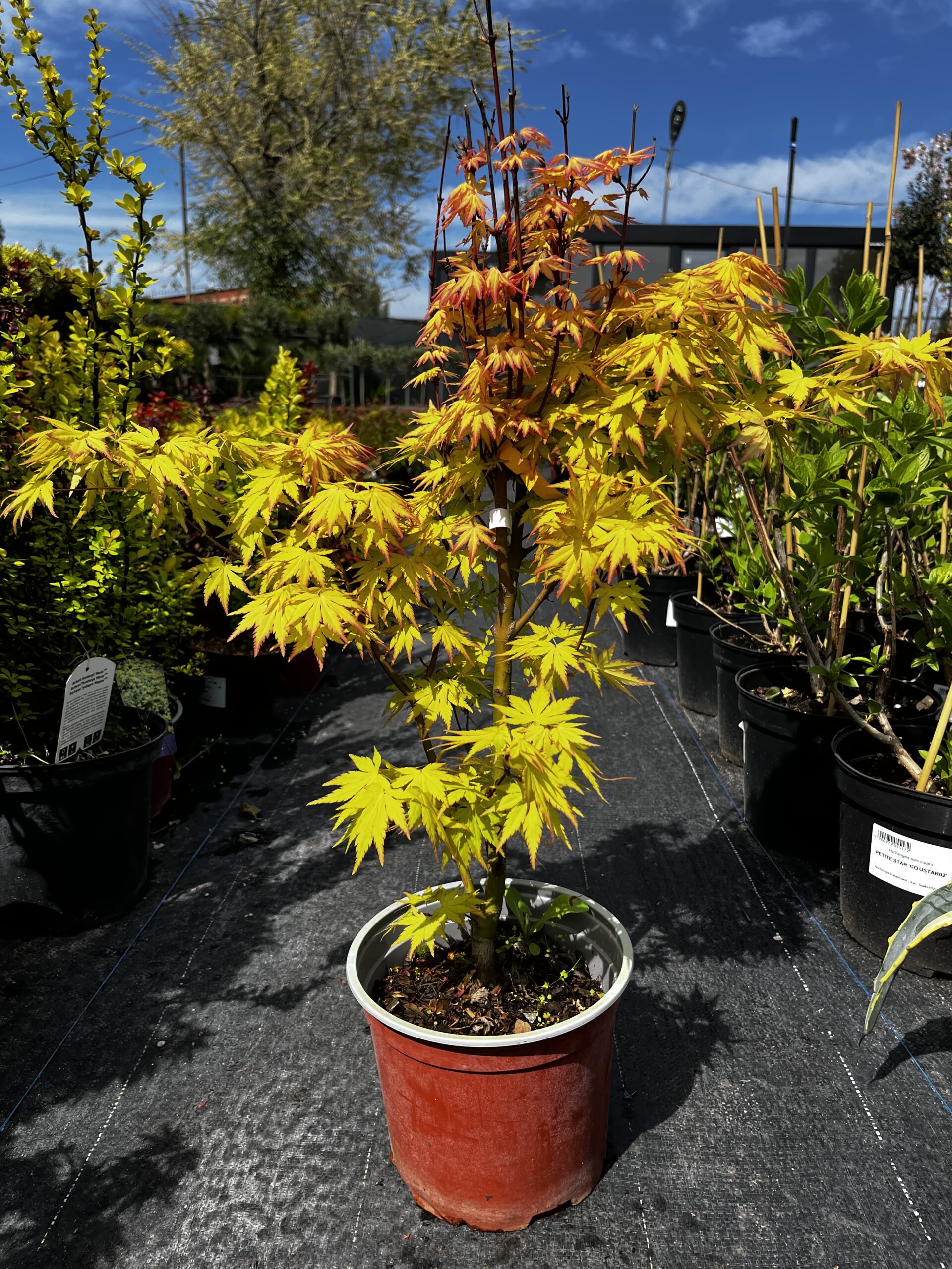 Arțar japonez Orange Dream
