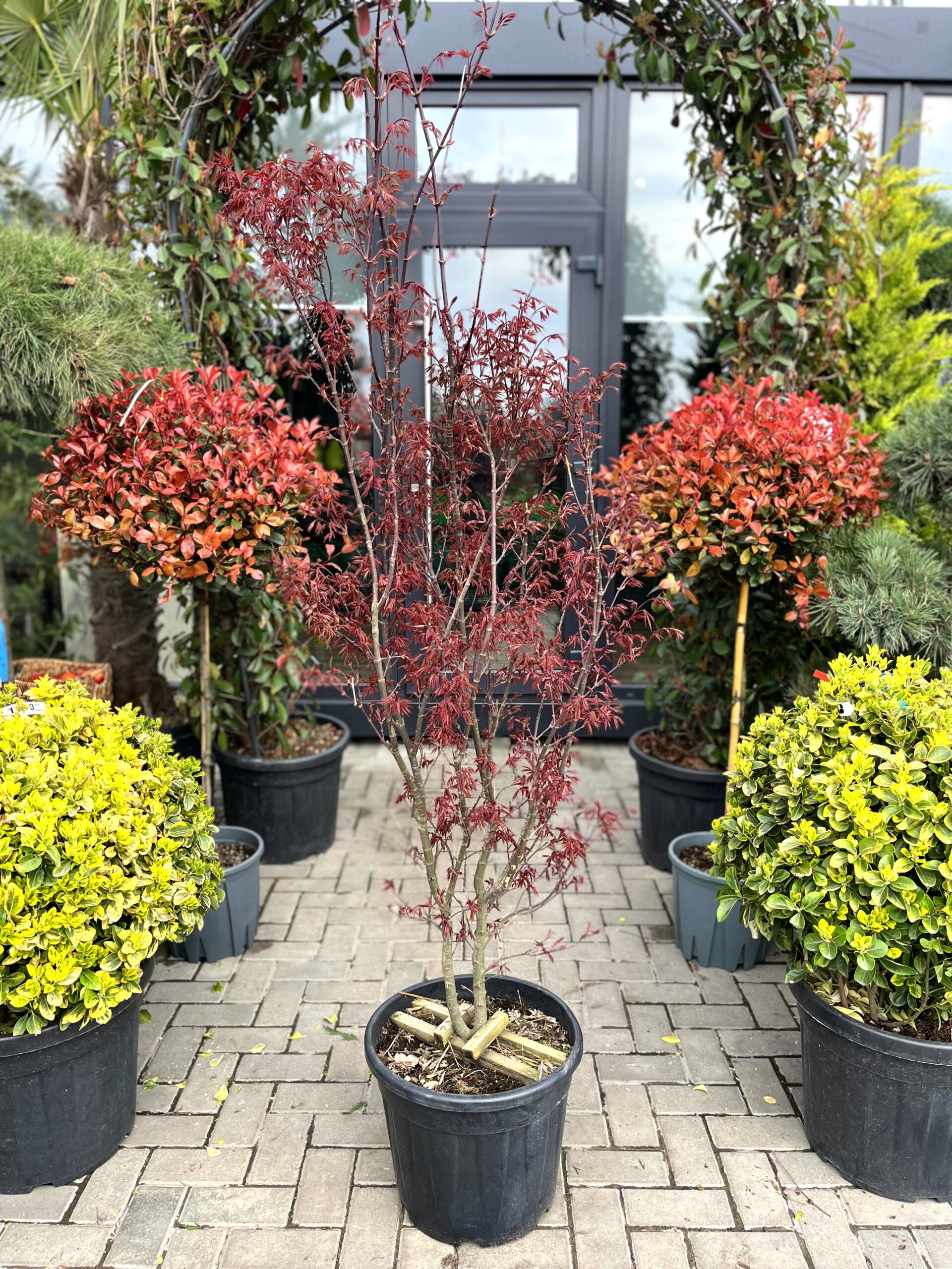 Arțar japonez Skeeters Broom