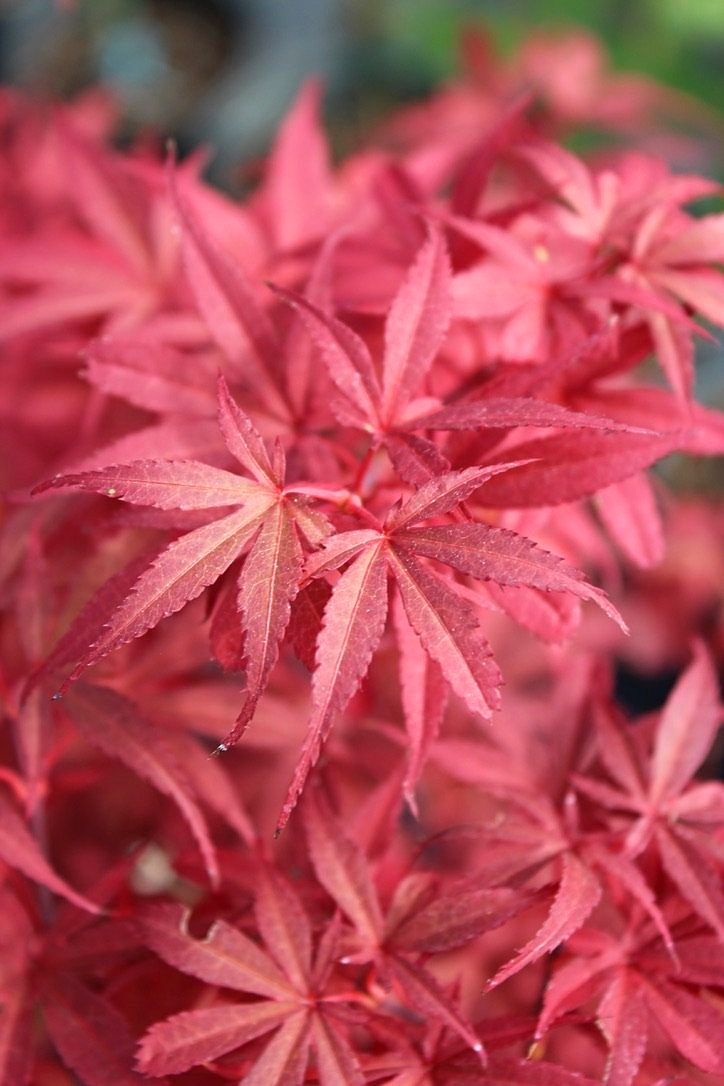 Arțar japonez Skeeters Broom - imagine 3