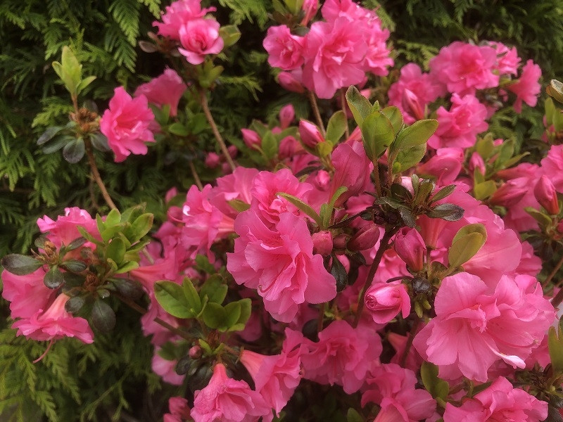 Azalea japoneză Babuschka