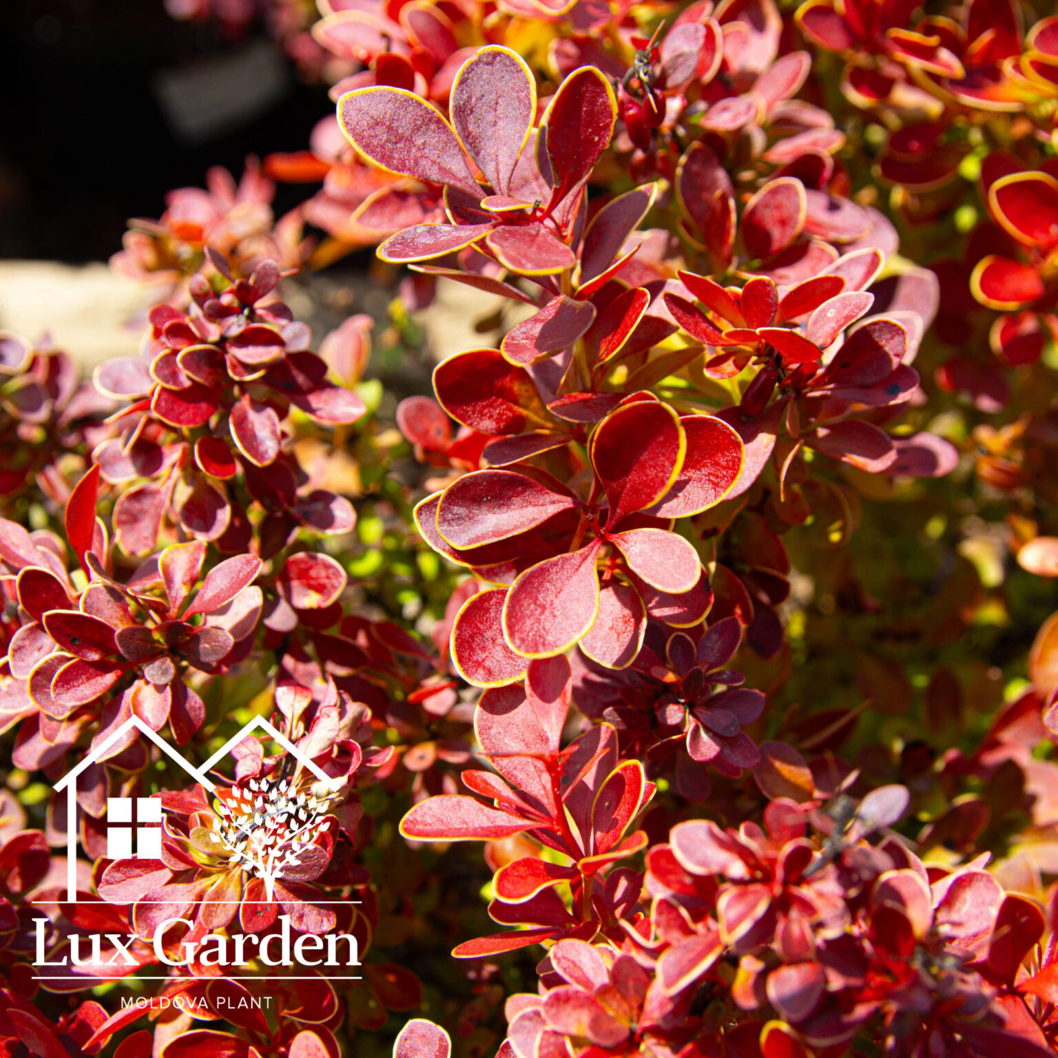 Barbaris Admiration - imagine 2