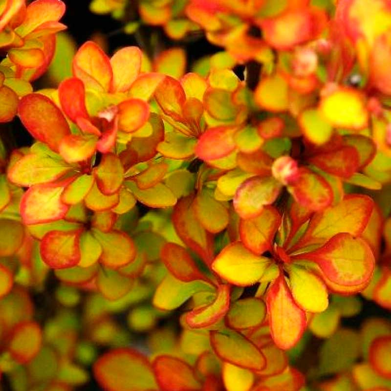 Barbaris Summer Sunset