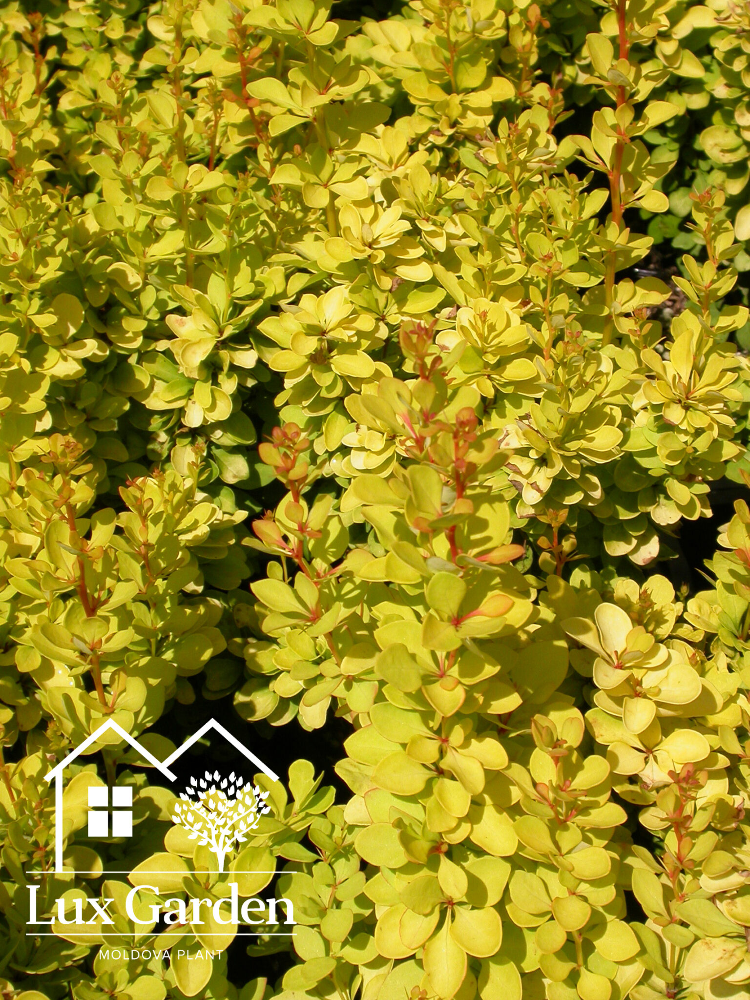 Barbaris Maria - imagine 3