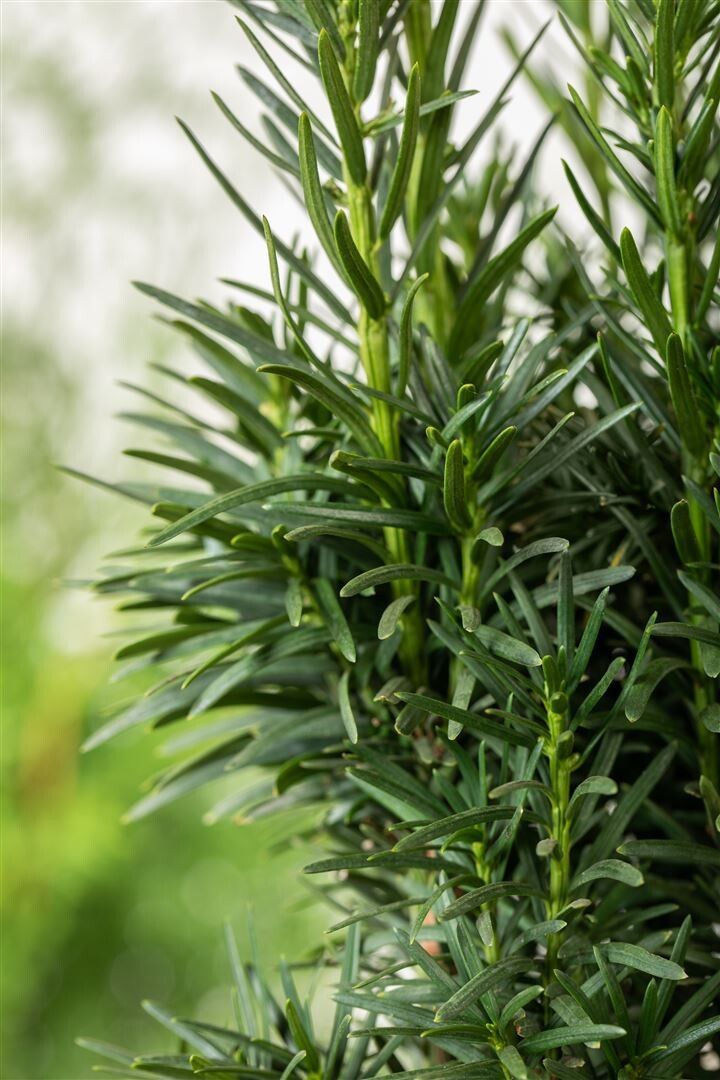 Taxus Baccata pe picior