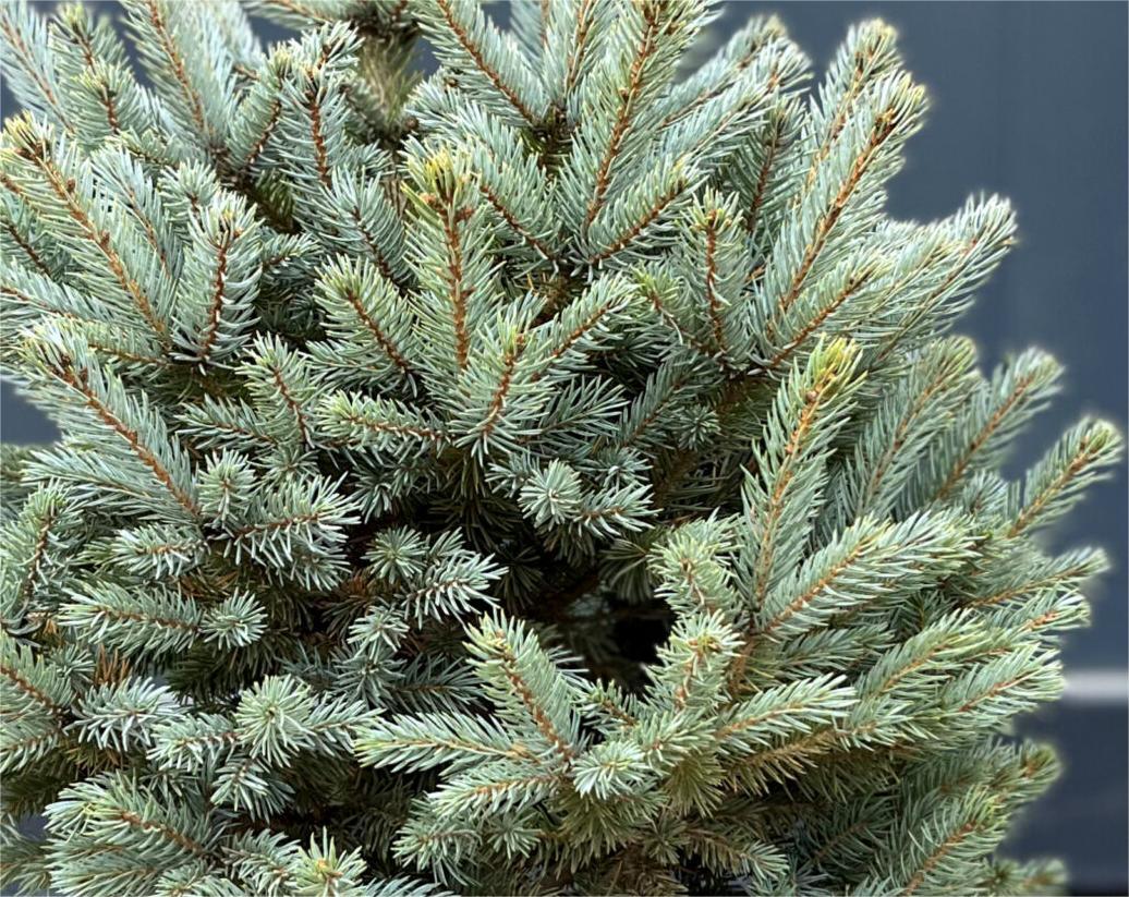 Molid argintiu Glauca