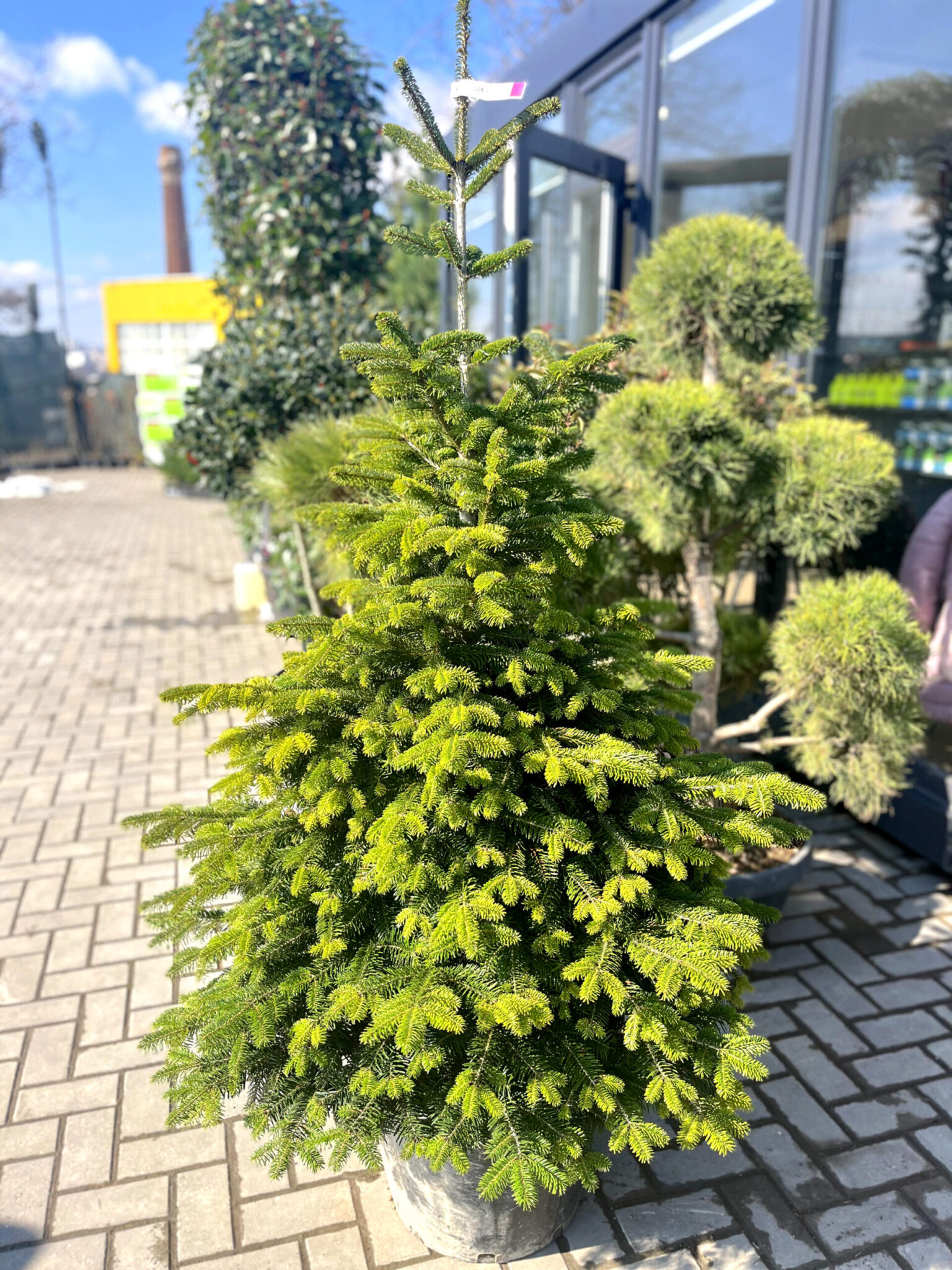 пихта нормандская