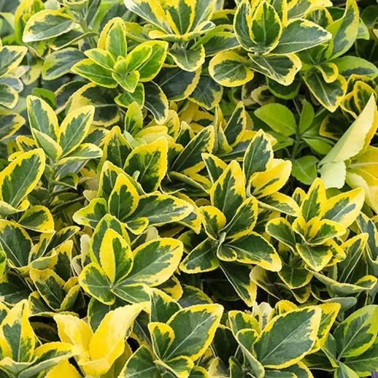 Euonymus Aureus pe picior - imagine 3