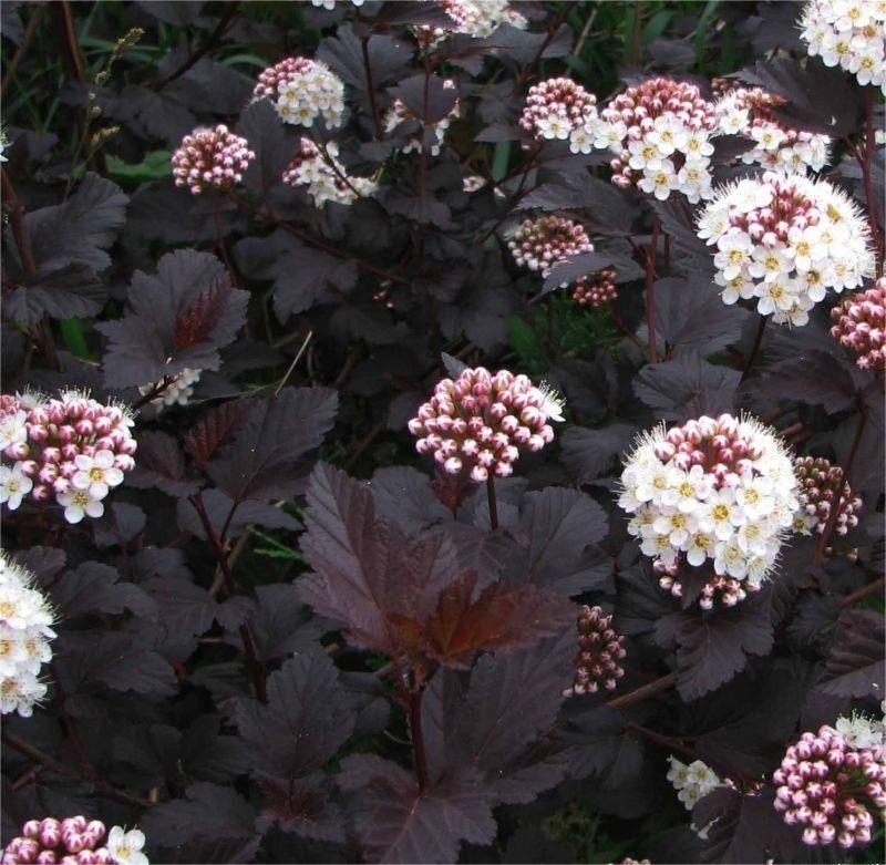 Fizocarp bordo pe picior - imagine 2