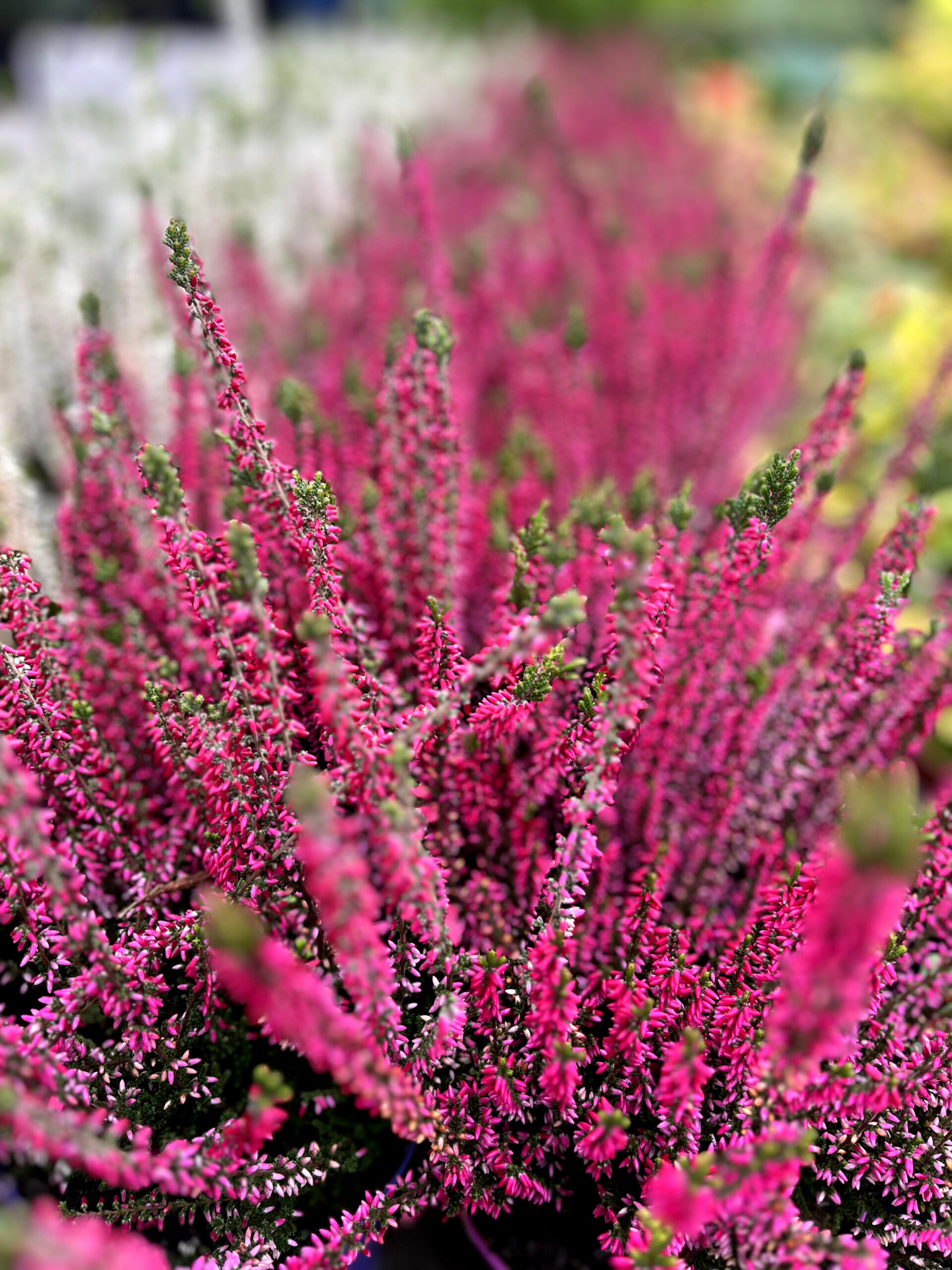 Calluna
