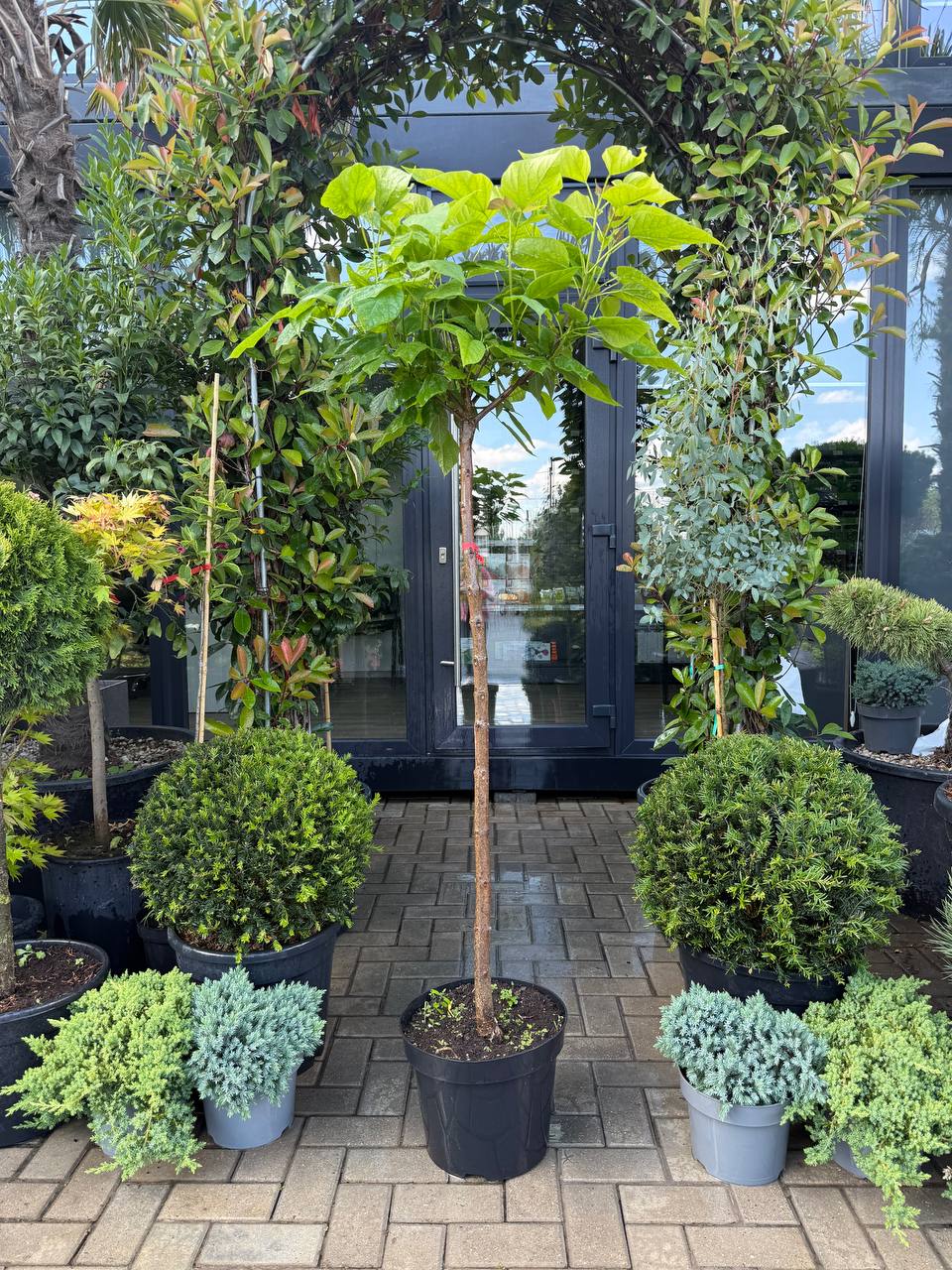 Catalpa Nana