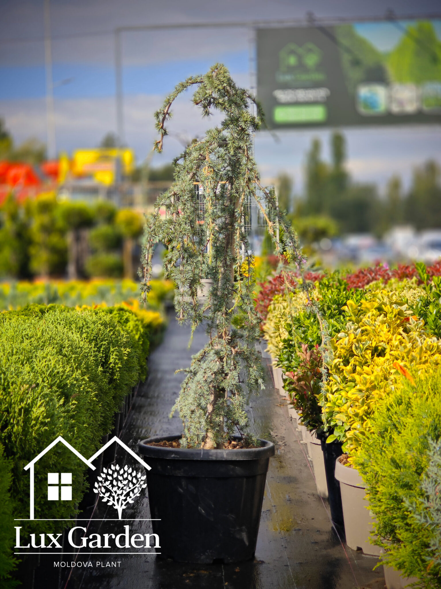 Cedru albastru plângător