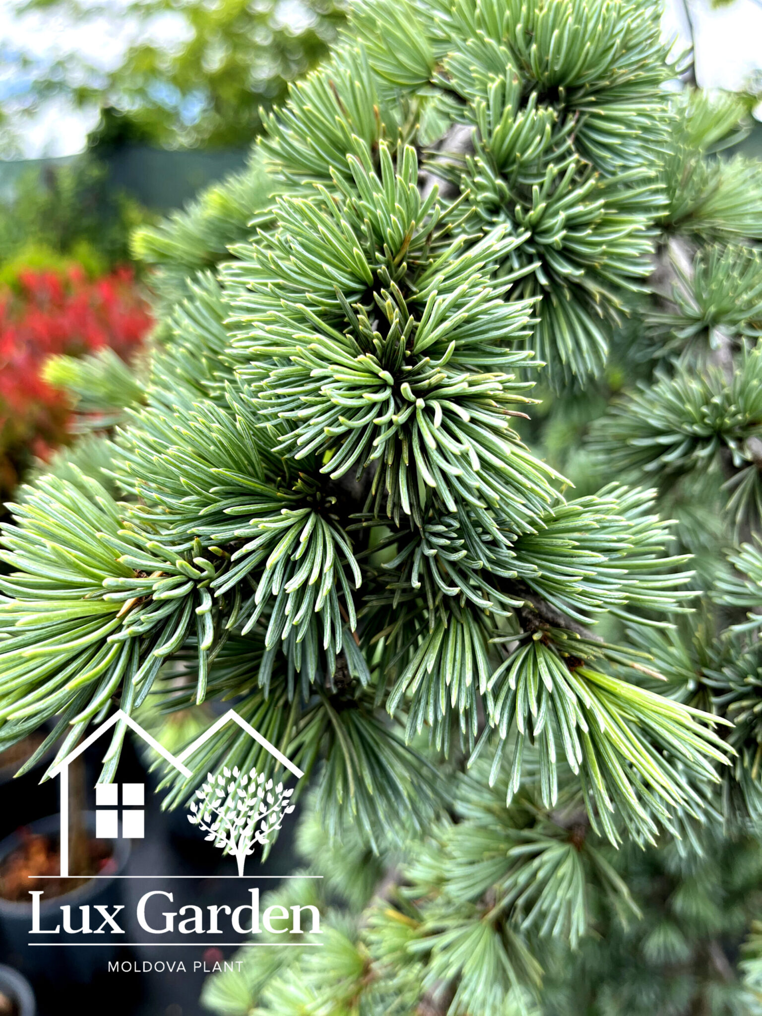 Cedru albastru plângător - imagine 3