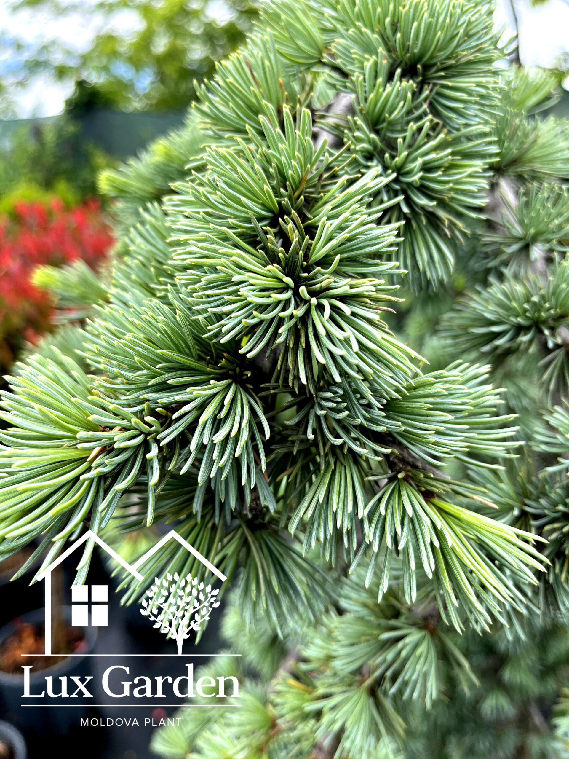 Cedru albastru plângător