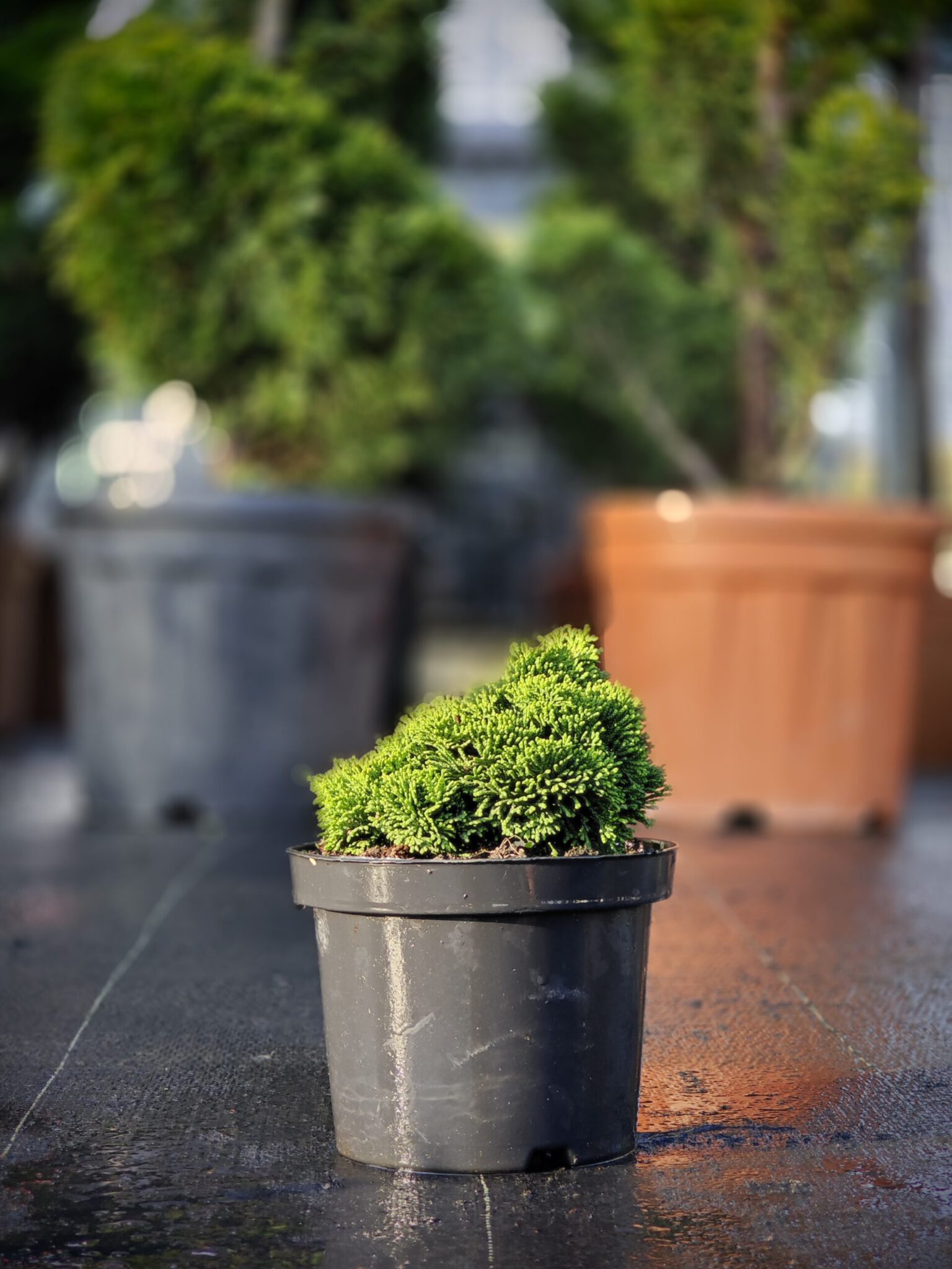 Chiparos Gracilis Nana