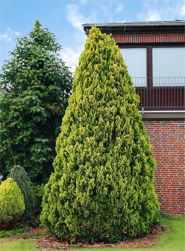 Chiparos Lawson Ivonne - imagine 2