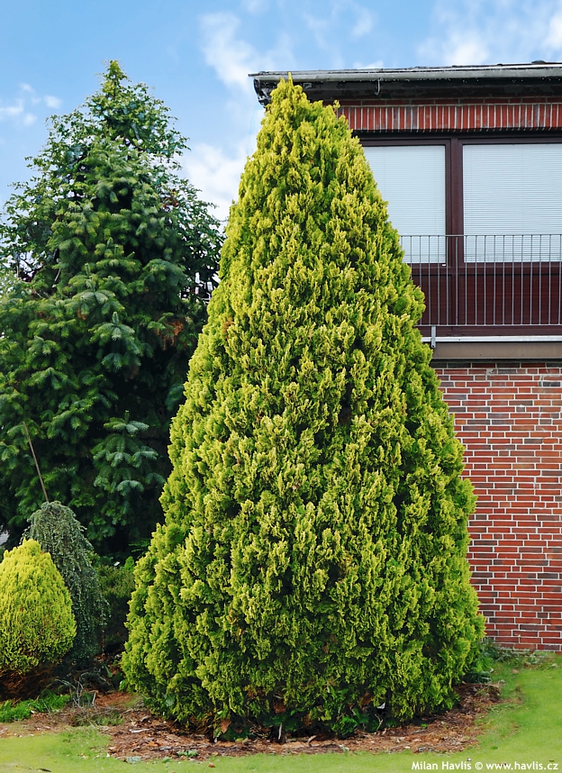 Chiparos Lawson Ivonne