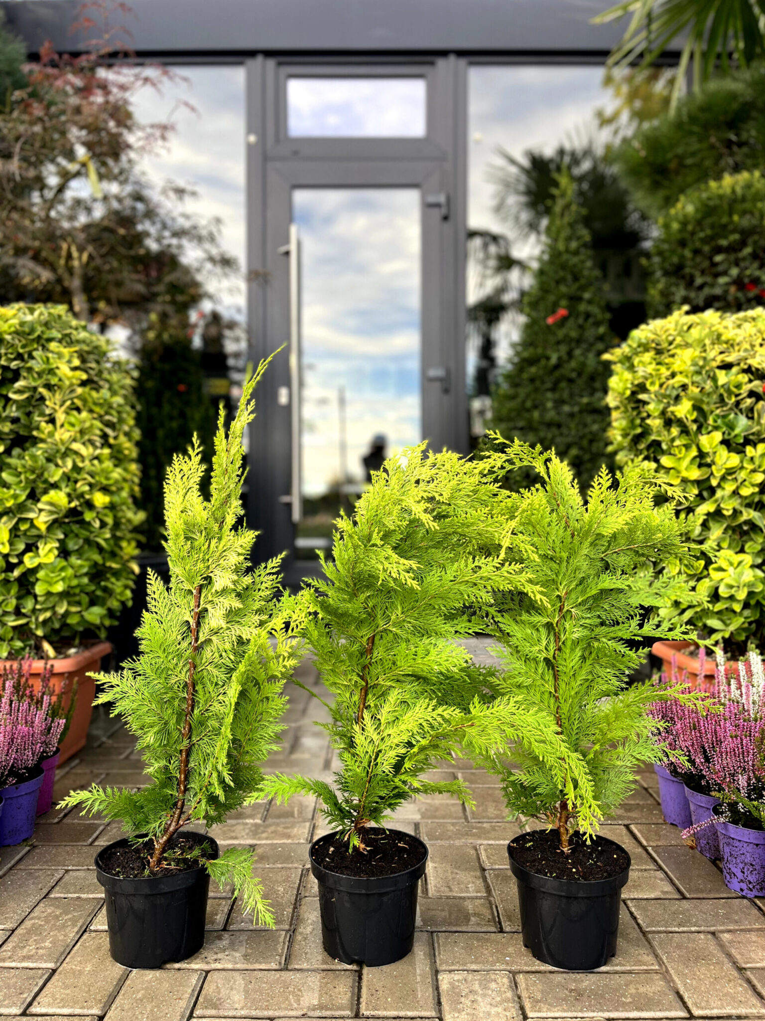 Chiparos Lawson Ivonne