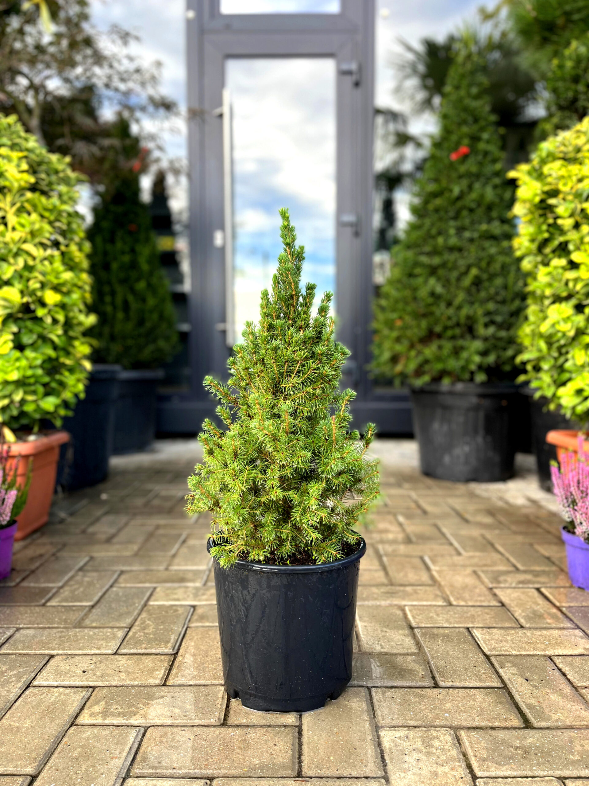 Brad canadian conica