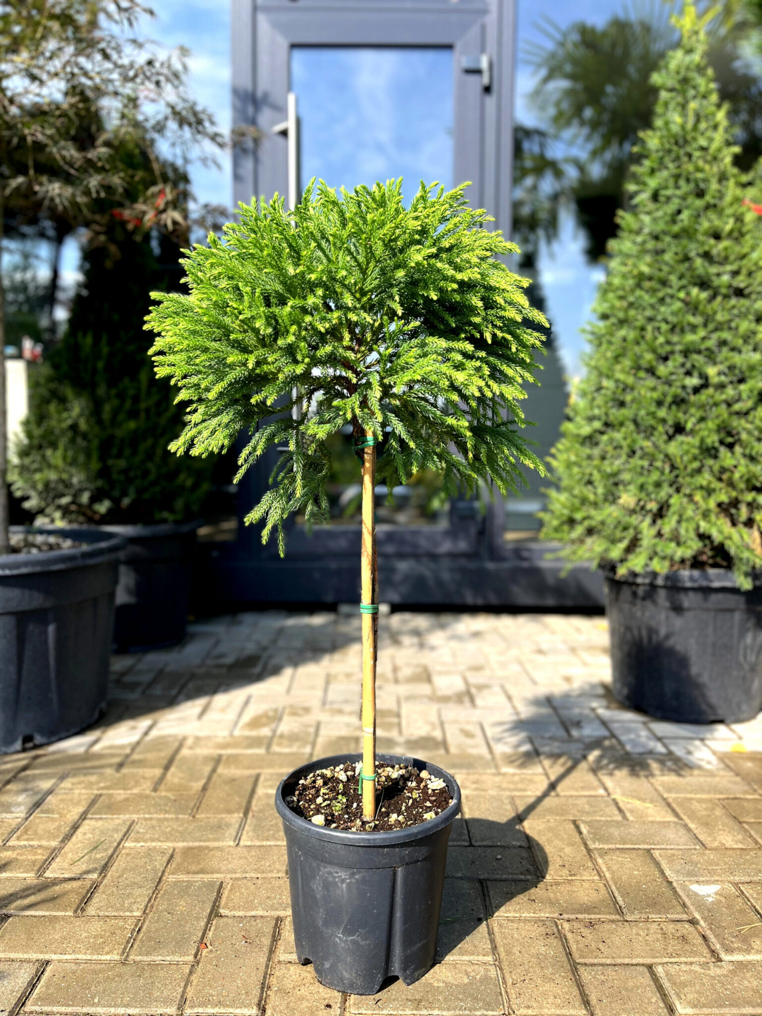 Cryptomeria pe picior