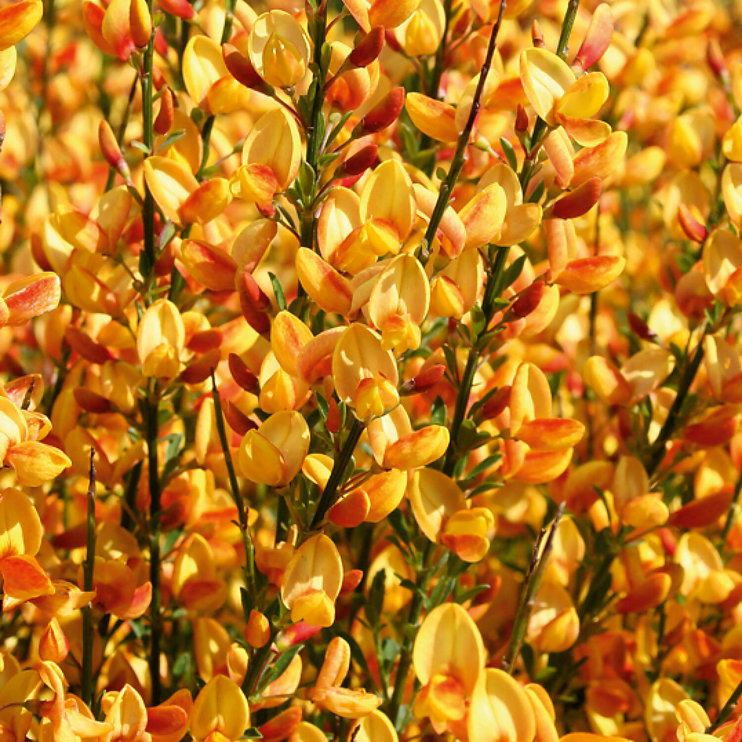 Cytisus apricot gem