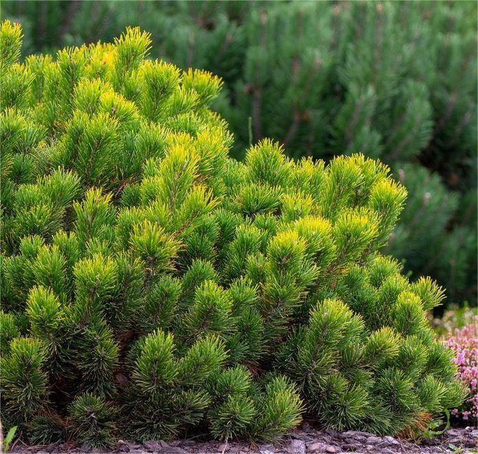 Pin de munte Litomysl pe picior