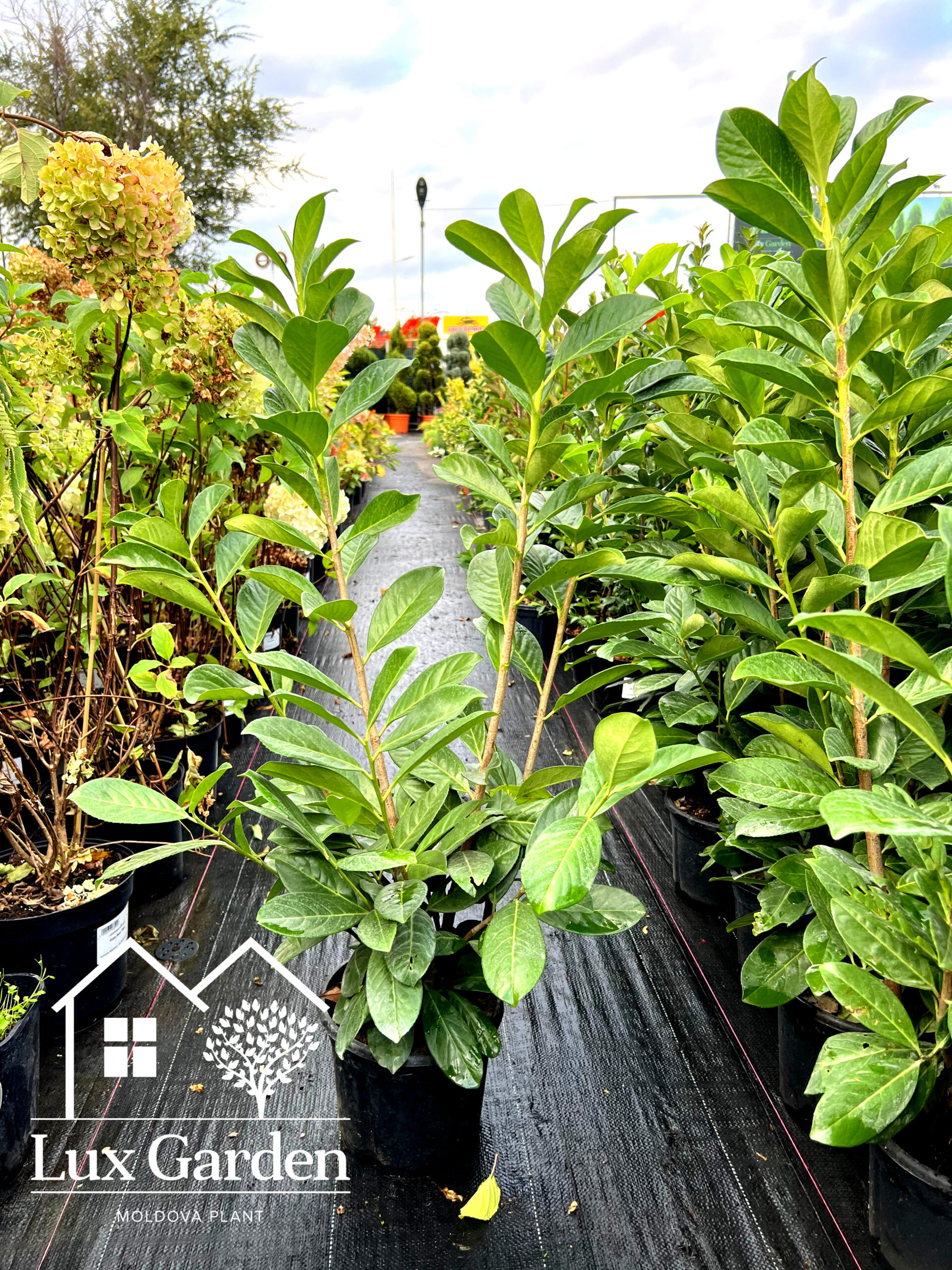 Laur englezesc - imagine 6