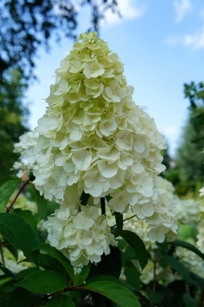 Hortensia Sundae Fraise Rensun
