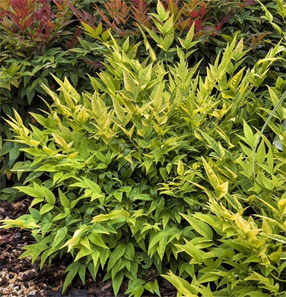 Nandina Domestica
