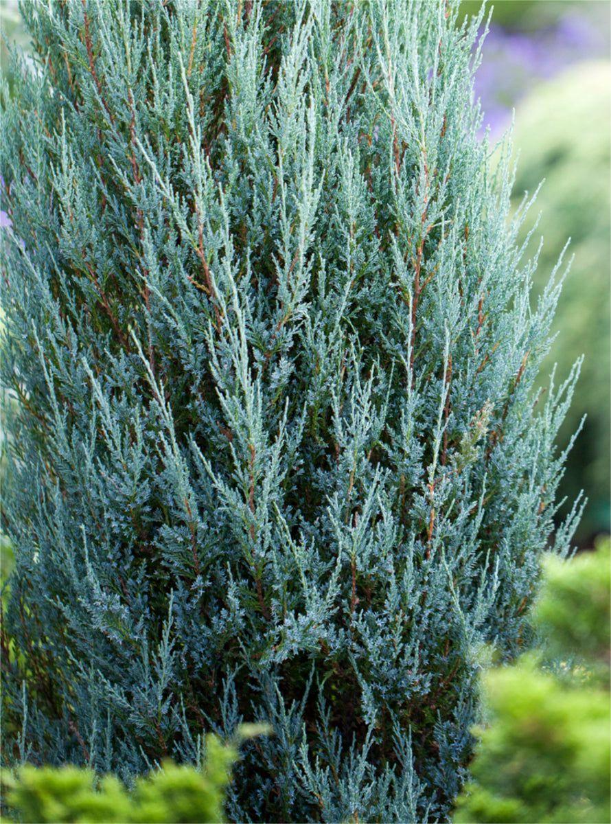 Ienupăr de stâncă Blue Arrow - imagine 3