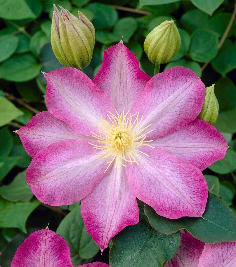 Clematis Asao