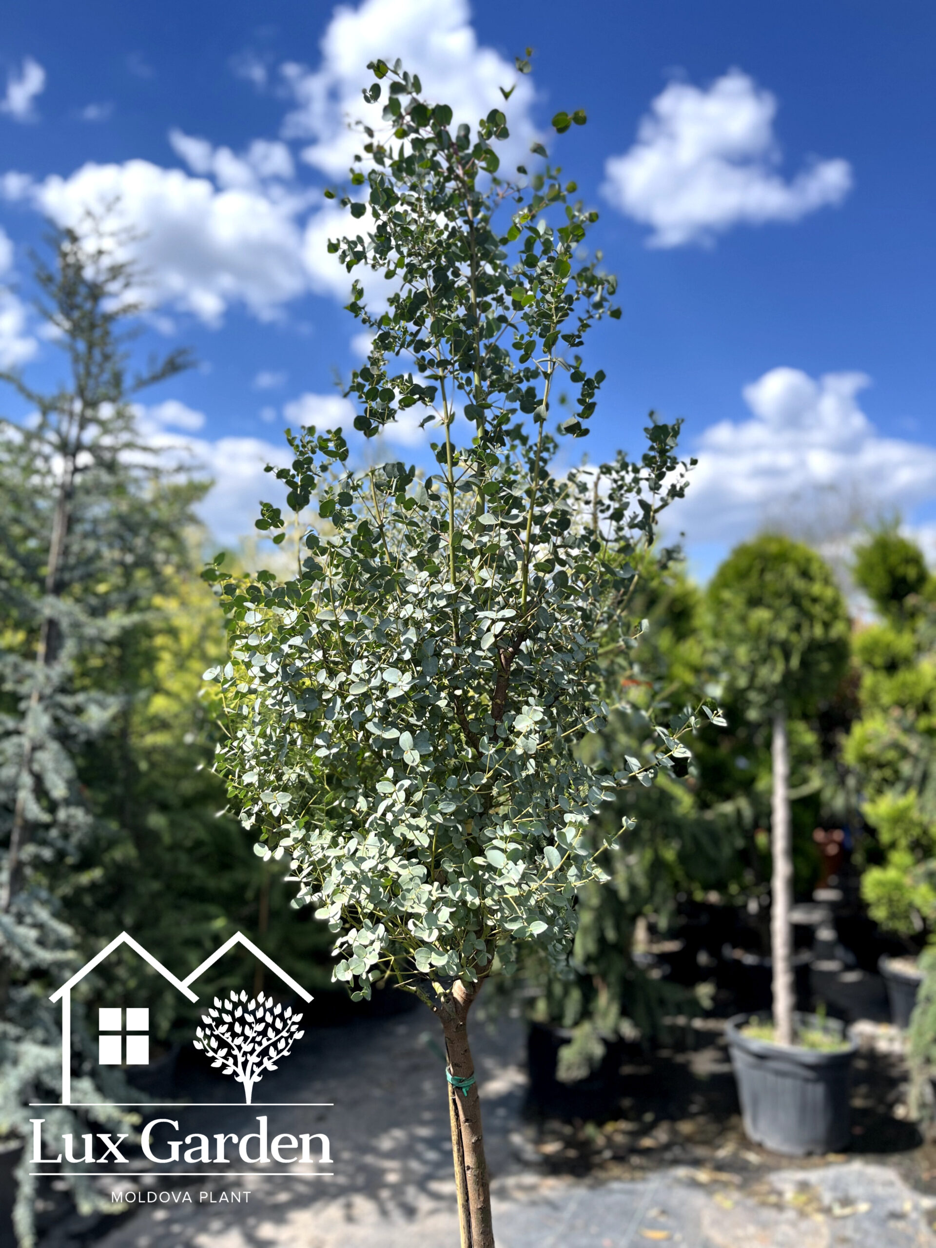 Eucalipt - imagine 3